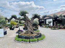 Olijfboom Pon Pon - Olea Europaea