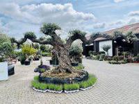 Olijfboom Pon Pon - Olea Europaea - thumbnail