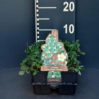 Duinaardbei (fragaria chiloensis "Chaval") bodembedekker - 4-pack - 1 stuks - thumbnail