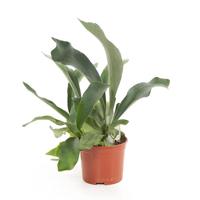 Hertshoornvaren (Platycerium bifurcatum) - P 12 cm - thumbnail