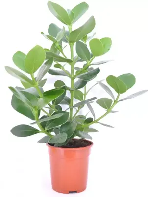 Clusia rosea (Appelvijg) 50cm