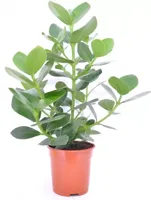 Clusia rosea (Appelvijg) 50cm - thumbnail