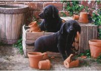 Bill and Ben Puzzel 500 Stukjes - thumbnail