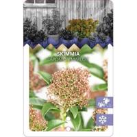 Skimmia (Skimmia Japonica “Marlot”) heester - 50-60 cm (C15) - 4 stuks - thumbnail