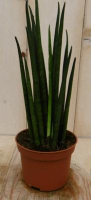 Kirkii Vrouwentong Sansevieria 30 cm kamerplant Sanseveria Warentuin Natuurlijk - Warentuin natuurlijk Kirkii Vrouwentong Sansevieria 30 cm kamerplant Sanseveria Warentuin Natuurlijk - Warentuin natuurlijk