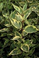 Kornoelje - thumbnail