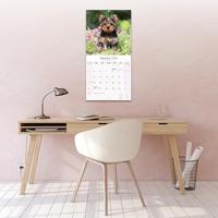 Yorkshire Terrier Kalender 2026 - thumbnail