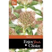 Skimmia (Skimmia Japonica “Marlot”) heester - 50-60 cm (C15) - 4 stuks - thumbnail