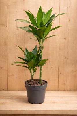 Drakenbloedboom Dracaena Fragrans Janet Lind/Groen H60-80 cm potmaat 19 cm 2 stammen kamerplant Warentuin Natuurlijk - Warentuin natuurlijk