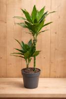 Drakenbloedboom Dracaena Fragrans Janet Lind/Groen H60-80 cm potmaat 19 cm 2 stammen kamerplant Warentuin Natuurlijk - Warentuin natuurlijk - thumbnail