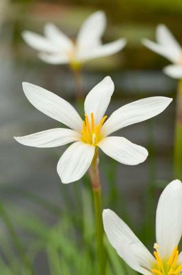 Moerings Zephranthes candida - Witte westenwindbloem