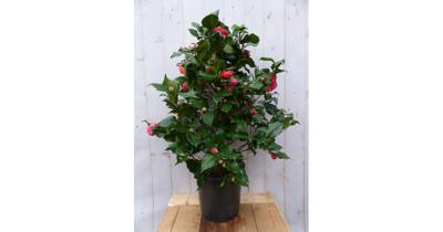 Camelia roze 120 cm Warentuin Natuurlijk - Warentuin natuurlijk