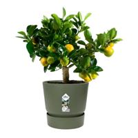 Greenville rond 30 bloempot blad groen buiten dia. 29,5 x h 27,8 cm - Elho - thumbnail