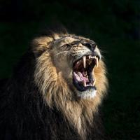 Schilderij - Brullende leeuw in close up , Beige zwart , 3 maten , Premium Print - thumbnail