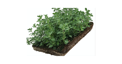 Plantenmat vasteplanten Kattenkruid Nepeta prijs per 1m2 cm Covergreen - Covergreen