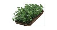 Plantenmat vasteplanten Kattenkruid Nepeta prijs per 1m2 cm Covergreen - Covergreen - thumbnail
