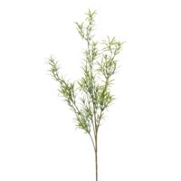 Asparagus - thumbnail