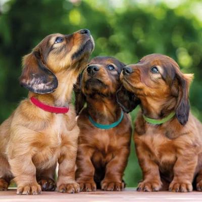 TRIXIE PUPPY HALSBAND SET ZWART/ROOD/BLAUW/APPEL/PAPAYA/ORCHIDEE
