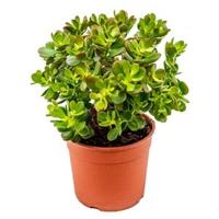 Crassula ovata minor S kamerplant - thumbnail