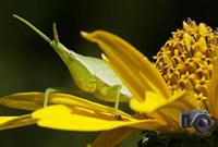 Raynox DCR-150 - thumbnail