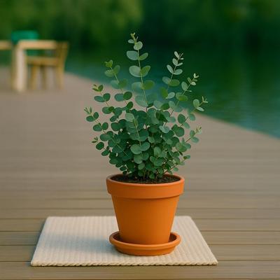 Eucalyptus Gunnii - Gomboom - P17