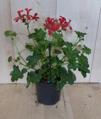 3 stuks! Perkplant Oostenrijkse geranium hangplant rood Pelargonium Warentuin Natuurlijk - Warentuin natuurlijk