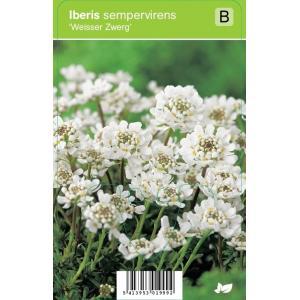 Scheefbloem (iberis sempervirens "Weisser Zwerg") voorjaarsbloeier - 12 stuks