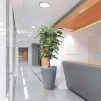 Ficus Benjamini kunstboom 150cm - thumbnail