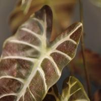 Alocasia Kunstplant 40cm Burgundy - thumbnail