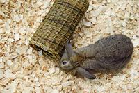 Nature First Happy pet wilgen tunnel - thumbnail