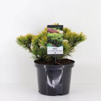 Pinus mugo carstens wintergold 25-30 cm Conifeer Bergden Warentuin Natuurlijk - Warentuin natuurlijk - thumbnail