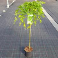 Japanse esdoorn (Acer palmatum "Ryusen") heester - op stam 90 cm - 1 stuks - thumbnail