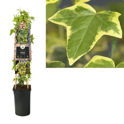 Geelbonte klimop (Hedera helix "Goldchild") klimplant