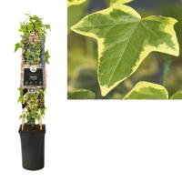 Geelbonte klimop (Hedera helix "Goldchild") klimplant - thumbnail