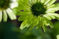 Zonnehoed - thumbnail