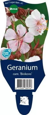 Geranium cantabrigiense Biokovo Samplant - Samplant Geranium cantabrigiense Biokovo Samplant - Samplant