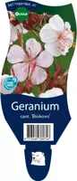 Geranium cantabrigiense Biokovo Samplant - Samplant - thumbnail