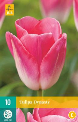 Tulp dynasty 7 bollen