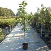 Magnolia struik Galaxy - 175 - 200 cm - 4 stuks - thumbnail