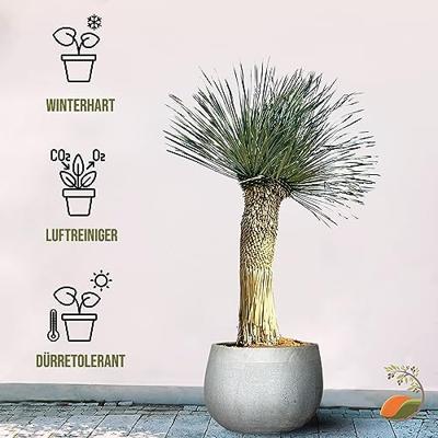 Palmboom - Yucca Rostrata