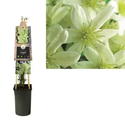 Klimplant Clematis Pixie - Gele Bosrank