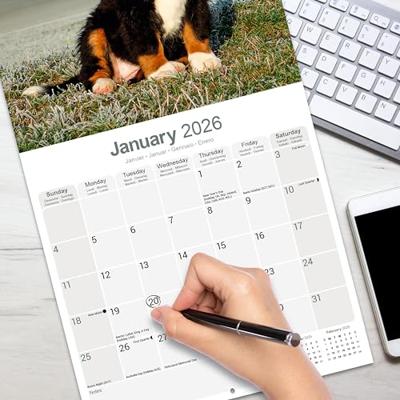 Berner Sennen Kalender 2026 Berner Sennen Kalender 2026