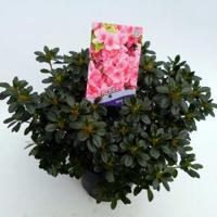 Rododendron (Rhododendron Japonica "Anne Frank") heester - 30-35 cm - 1 stuks - thumbnail