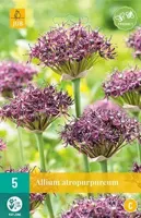 Allium atropurpureum 5 bollen - thumbnail