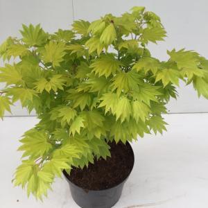 Japanse esdoorn (Acer shirasawanum "Aureum") heester - 25-30 cm - 1 stuks
