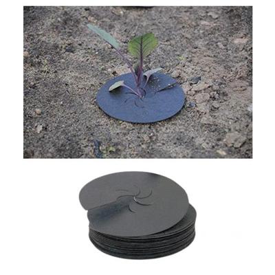 KOOLKRAGEN | Tegen koolvliegen - 25 stuks