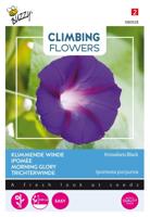 Zaden Flowering Climbers Ipomoea Knowlians Black Buzzy - Buzzy - thumbnail