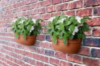 Elho vibia campana wall basket 35 terra - thumbnail