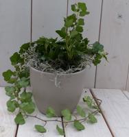 Klimop Hedrea donkergroen taupe pot 25 cm Warentuin Natuurlijk - Warentuin natuurlijk - thumbnail