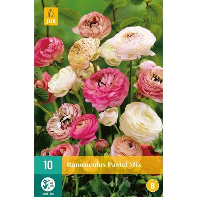 Ranunculus Pastel Mix Bloembol JUB 10 bollen - Jub